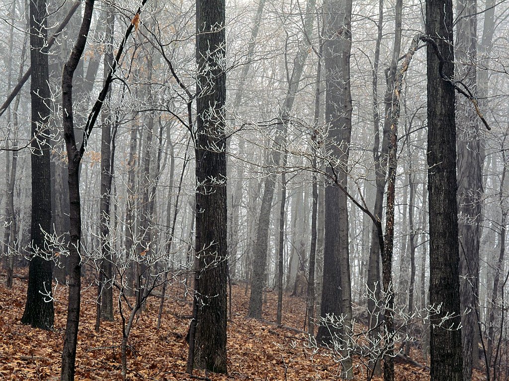 Forest Frost, Edwin Warner Park, Nashville, Tennessee